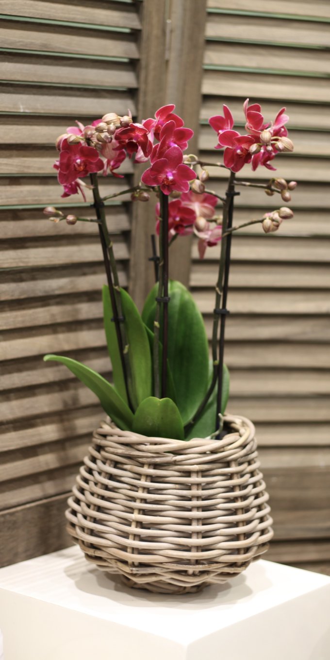 Phalaenopsis photo 4